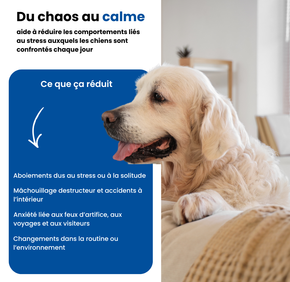 Diffuseur + 2 recharges